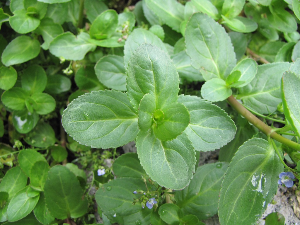 Veronica beccabunga